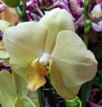 Орхидея Phalaenopsis Volterra (отцвёл, РЕАНИМАШКА*)