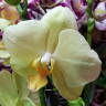 Орхидея Phalaenopsis Volterra (отцвёл, РЕАНИМАШКА*)