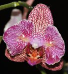 Орхидея Phalaenopsis Calypso