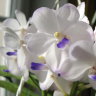 Орхидея Vascostylis Viboon Velvet (отцвёл)