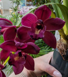 Орхидея Cymbidium Cascade, midi 