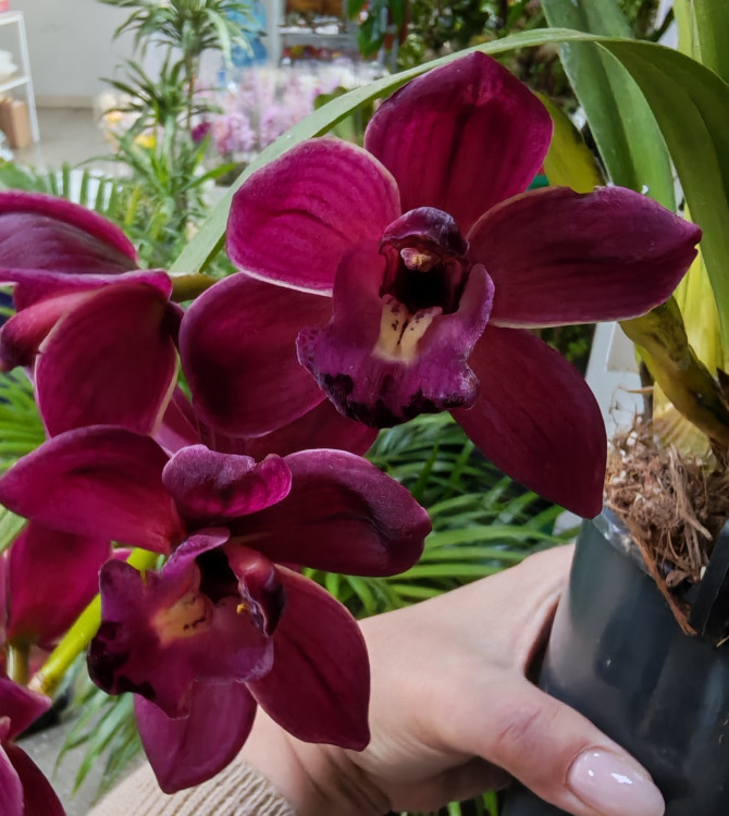 Орхидея Cymbidium Cascade, midi (отцвел)