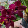 Орхидея Cymbidium Cascade, midi (отцвел)