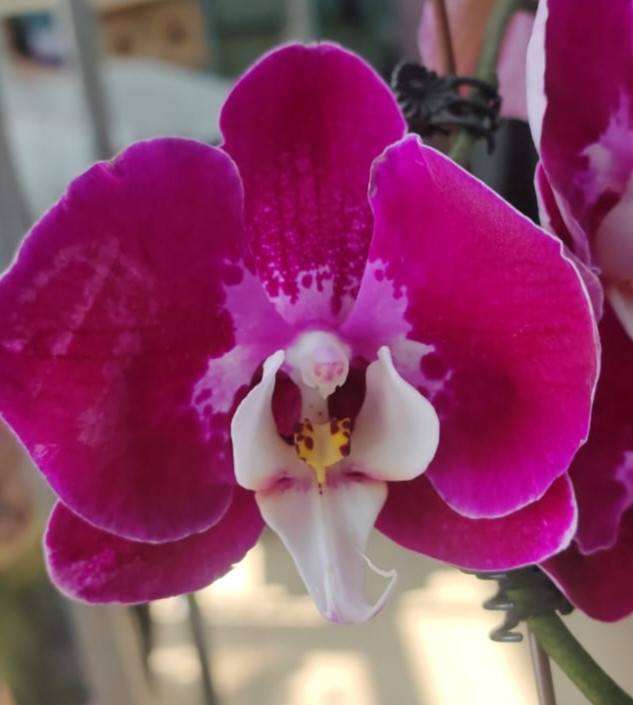 Орхидея Phalaenopsis 