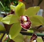 Орхидея Cymbidium (деленка без цветов)