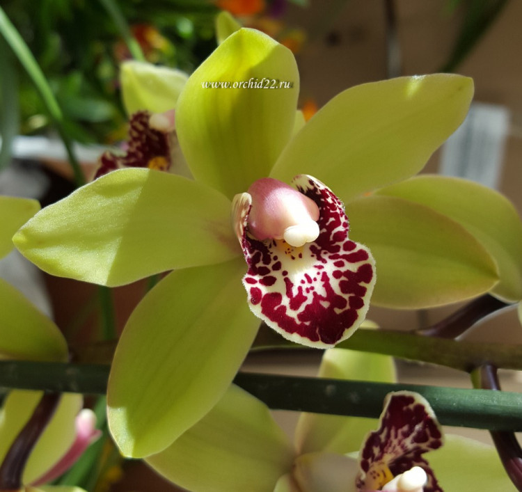 Орхидея Cymbidium (деленка без цветов)