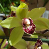 Орхидея Cymbidium (деленка без цветов)