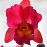 Орхидея Cattleya