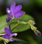 Орхидея Dtps Purple Martin 'Blue Star' 