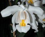Орхидея  Coelogyne cristata (отцвела)