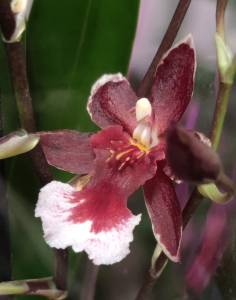 Буррагеара (Орхидея) уход в домашних условиях полив размножение