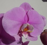 Орхидея Phalaenopsis Marillion (отцвел)