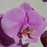 Орхидея Phalaenopsis Marillion (отцвел)