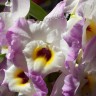 Орхидея Dendrobium nobile Momoko (отцвел)