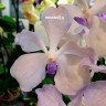 Орхидея Vanda Lavender Mist