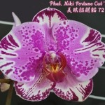 Орхидея Phalaenopsis Miki Fortune Cat (отцвел) 