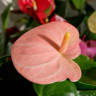 Anthurium Spirit (деленка без цветов)