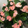 Anthurium Spirit (деленка без цветов)