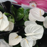 Anthurium Alaska