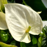 Anthurium Alaska