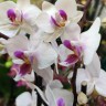 Орхидея  Phalaenopsis multiflora 