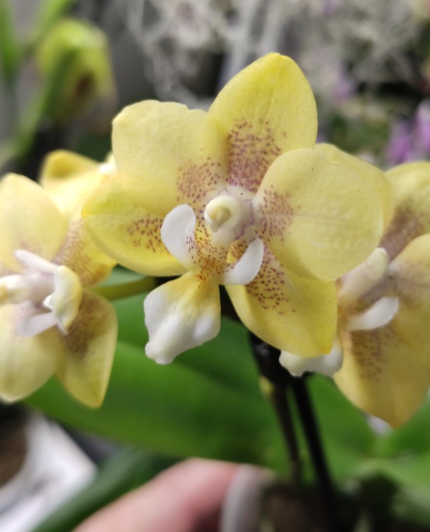 Орхидея Phalaenopsis Sogo Banana, mini (отцвел)