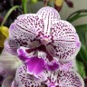 Орхидея Phalaenopsis Big Lip     