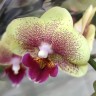 Орхидея Phalaenopsis Big Lip midi    