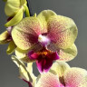 Орхидея Phalaenopsis Big Lip midi (отцвёл)