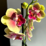 Орхидея Phalaenopsis Big Lip midi (отцвёл)