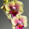 Орхидея Phalaenopsis Big Lip midi (отцвёл)
