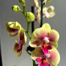 Орхидея Phalaenopsis Big Lip midi (отцвёл)