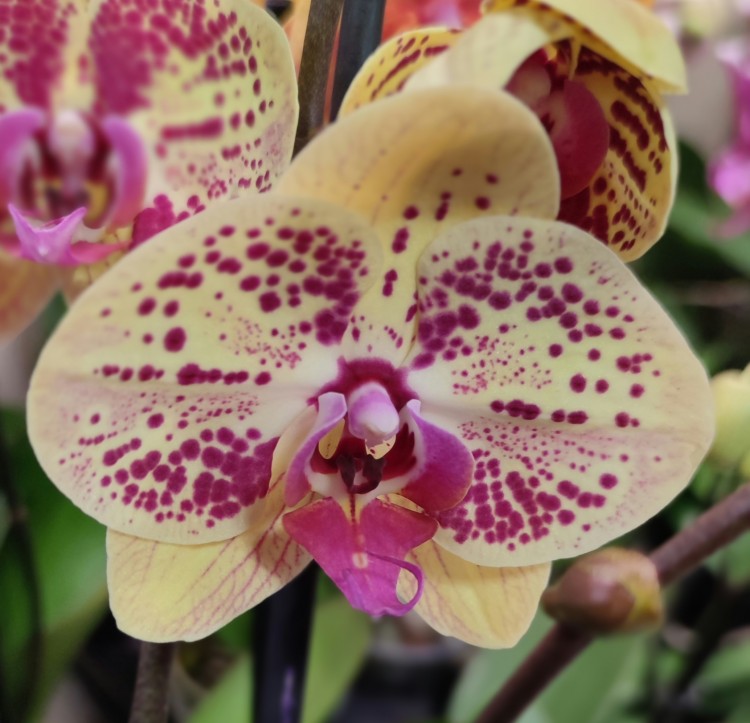 Орхидея Phalaenopsis Mariola (отцвел, РЕАНИМАШКА) 