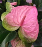 Anthurium Pandola (деленка без цветов)