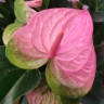 Anthurium Pandola (деленка без цветов)