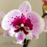 Орхидея Phalaenopsis Aladdin, Big Lip (отцвел)