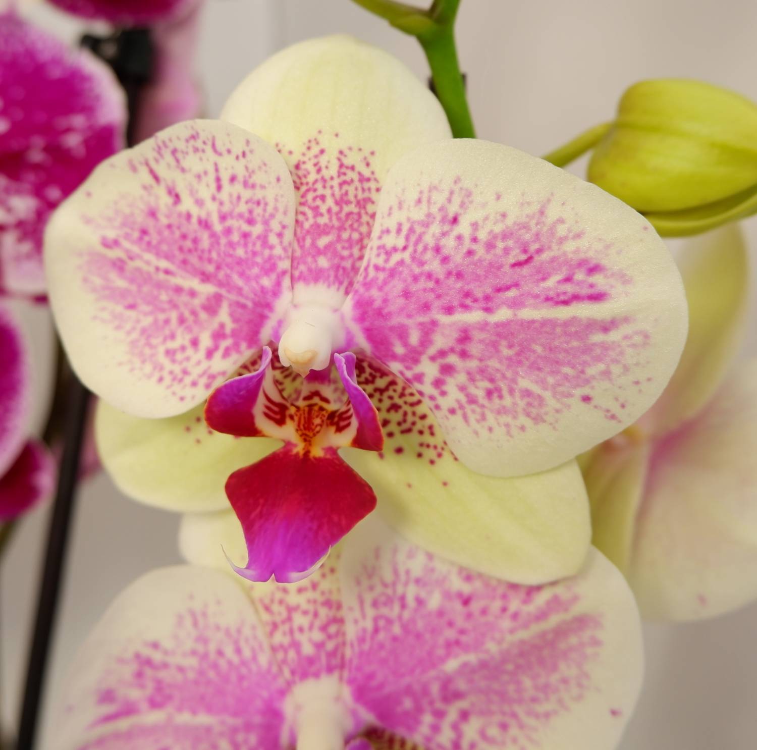 Цветы орхидеи Октопус