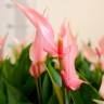 Anthurium Lili pink (отцвёл)