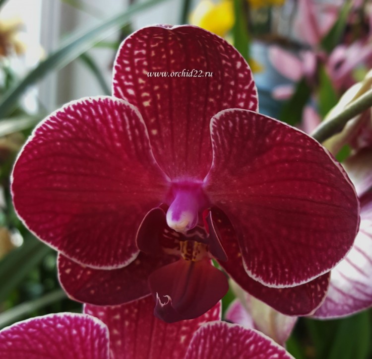 Орхидея Phalaenopsis Kimono (отцвел, РЕАНИМАШКА)