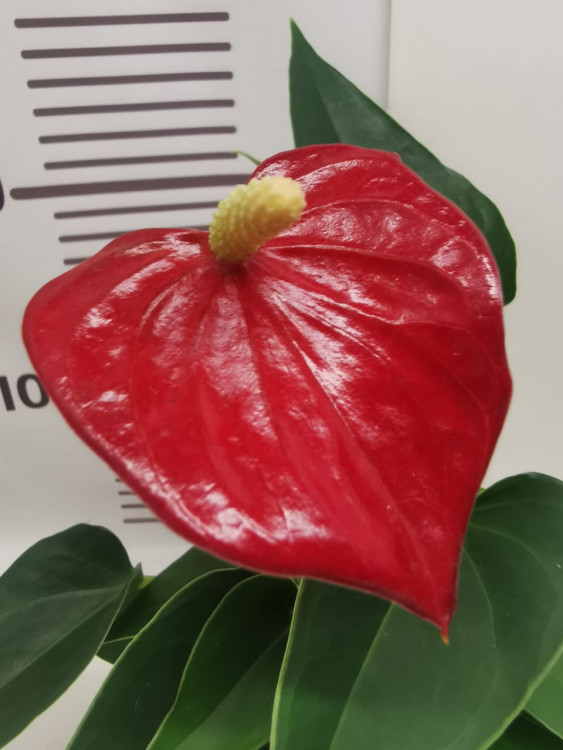 Anthurium Micra (отцвел)