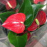 Anthurium Micra (отцвел)