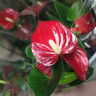 Anthurium Micra (отцвел)