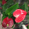 Anthurium Micra (отцвел)