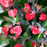 Anthurium Micra (отцвел)