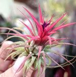 Тилландсия  ionantha fuego