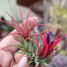 Тилландсия  ionantha fuego