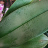 Орхидея Phalaenopsis Jillion 