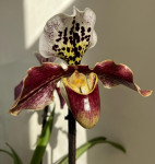 Орхидея Paphiopedilum hybrid 