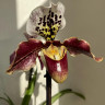 Орхидея Paphiopedilum hybrid (отцвёл)