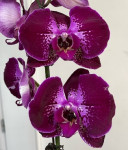Орхидея Phalaenopsis   